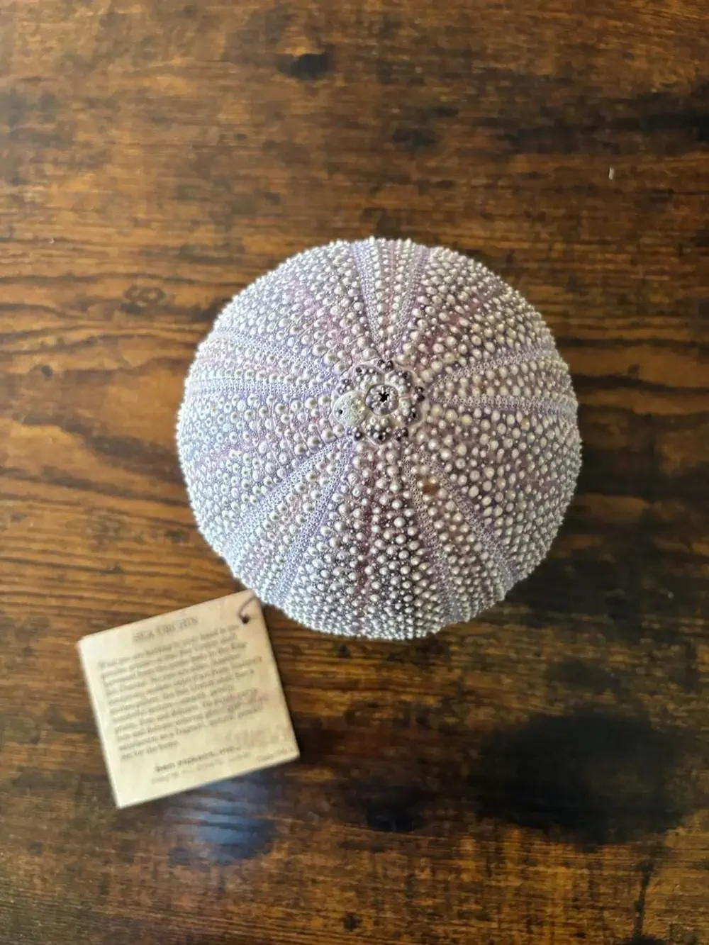 Vintage Ben Rickert Natural Sea Urchin Pomander Fragrance Decor - Picture 1 of 4